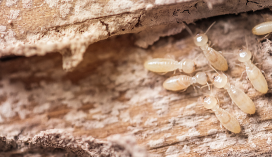 Warning Signs of Termites