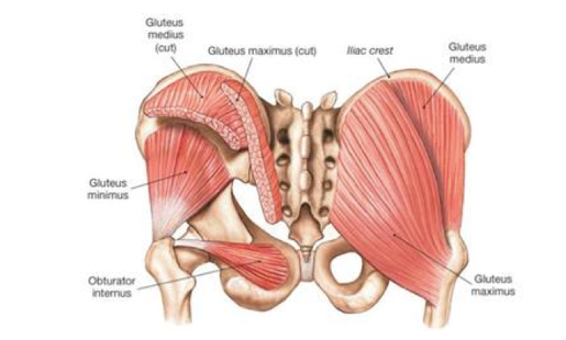 Gluteus Medius Pain