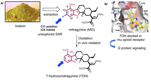 Kratom Alkaloid Synthesis