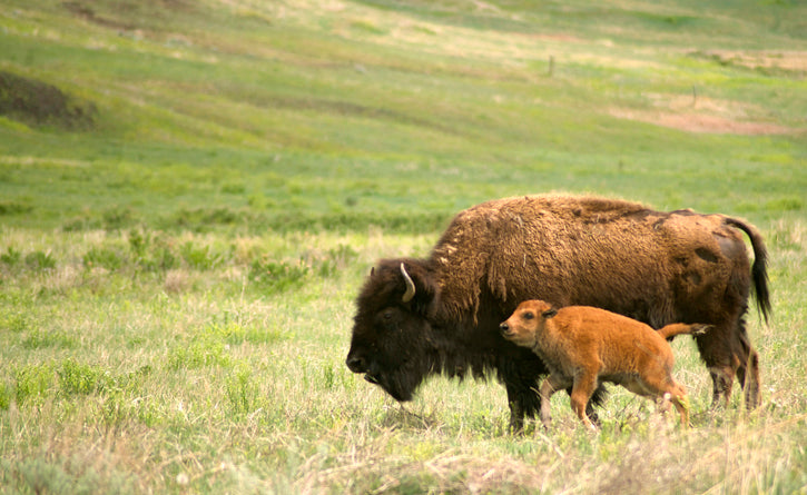 Buffalo running with its calf