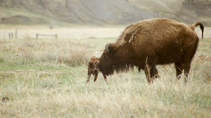 Buffalo licking its calf