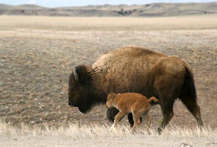 Buffalo cow running with cow