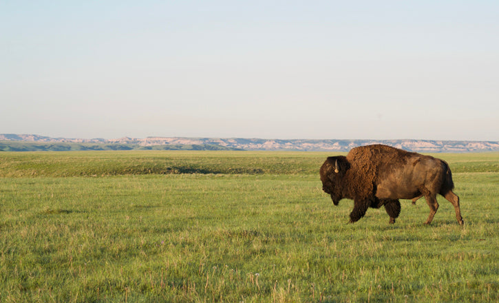 Big Bull striding across the prairie