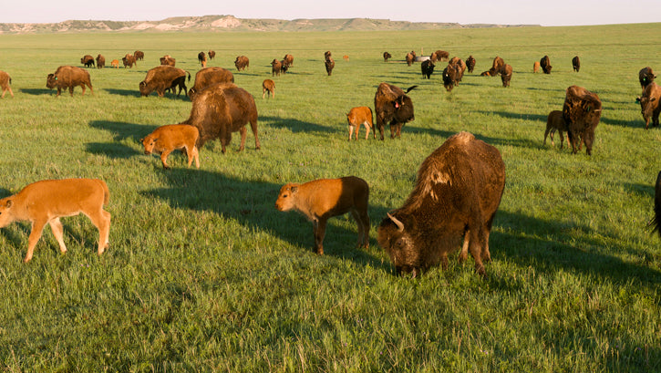 Buffalo calves and cows grazing on prairie grass