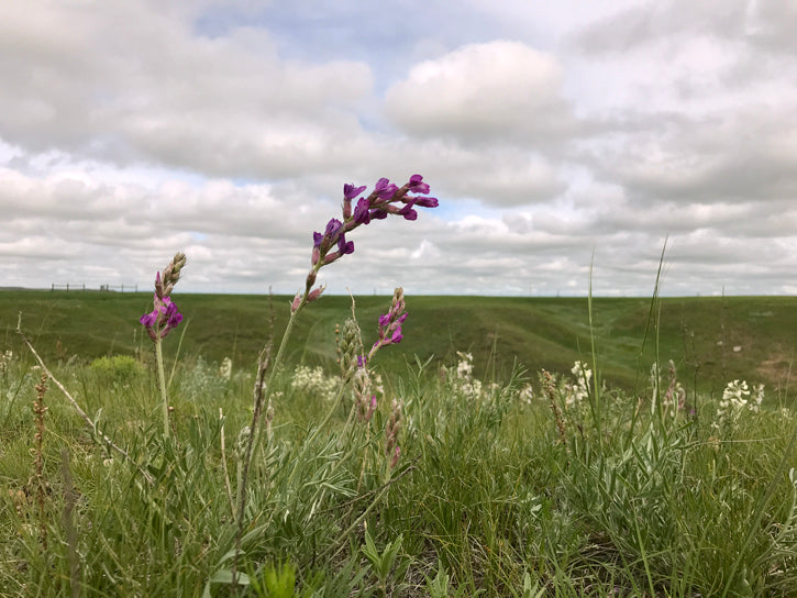 Purple prairie plant