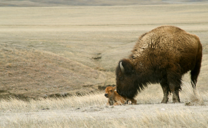 Buffalo cow nudging her calf