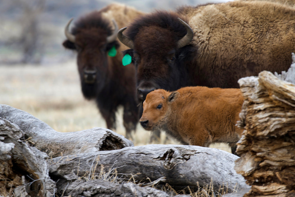 Bison Cows with Baby Buffalo