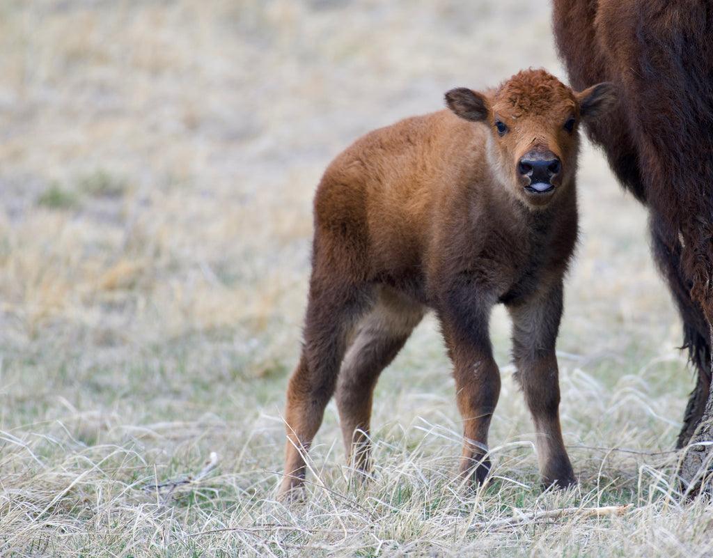 Buffalo Calf