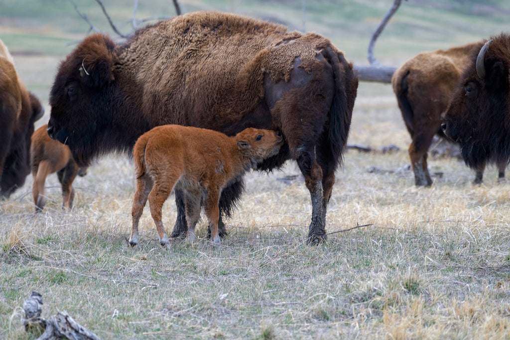 Buffalo with calves