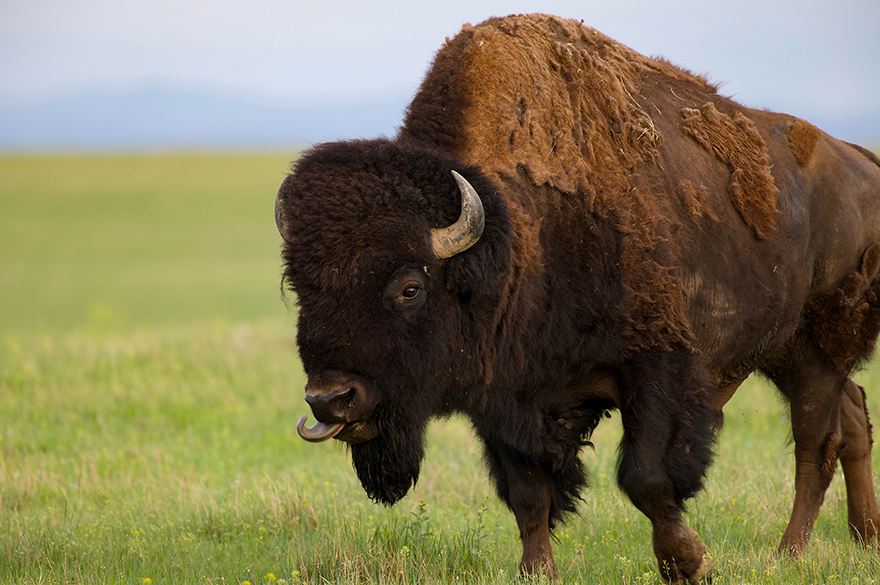 closeup of big buffalo bull with tongue out and licking his nose