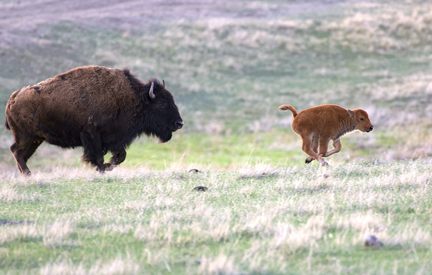 Buffalo-Cow-Calf