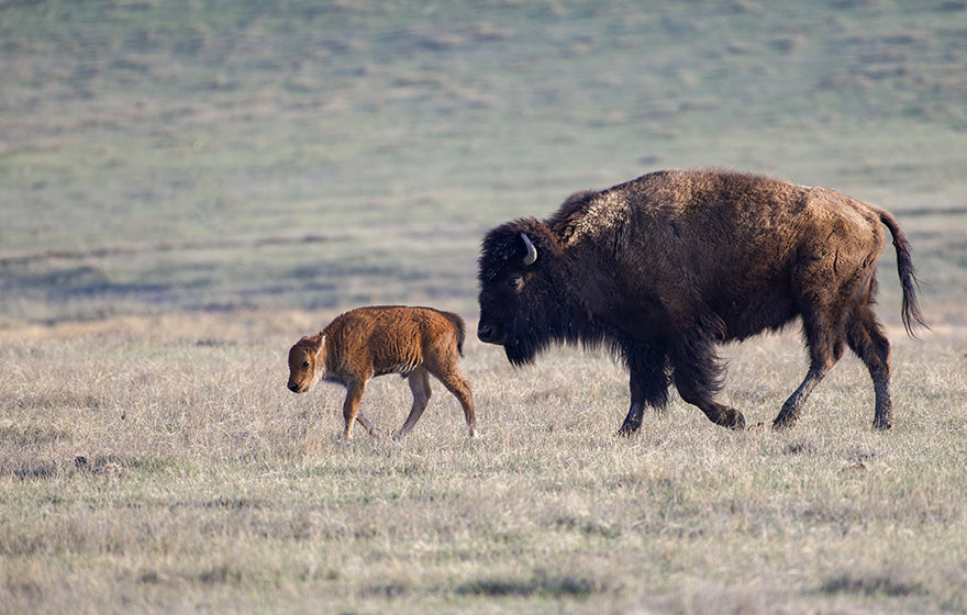 Bison-Cow-Calf