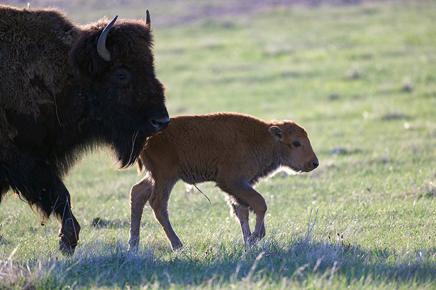 Bison Cow & Calf