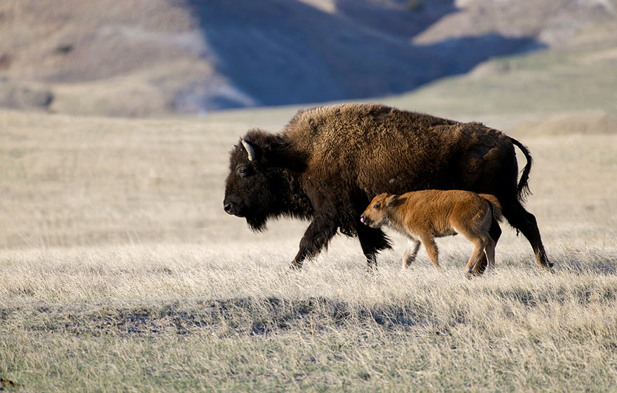 Buffalo Cow & Calf