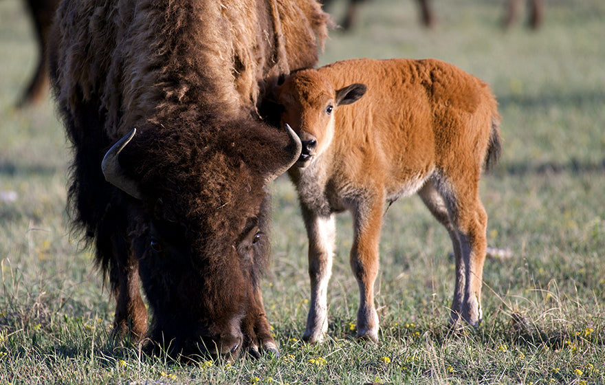 Bison Cow & Calf