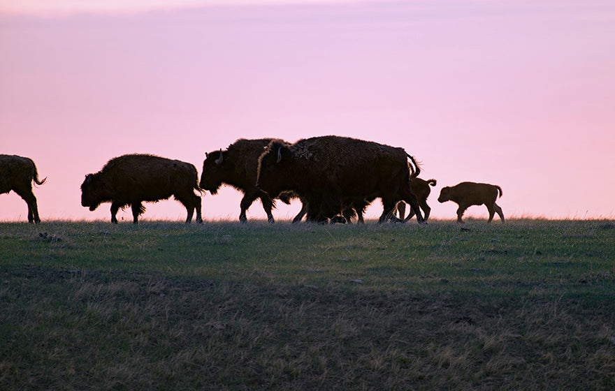 Bison Parade against pink sky