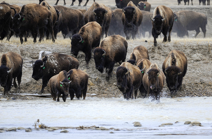 Buffalo crossing the Cheyenne River