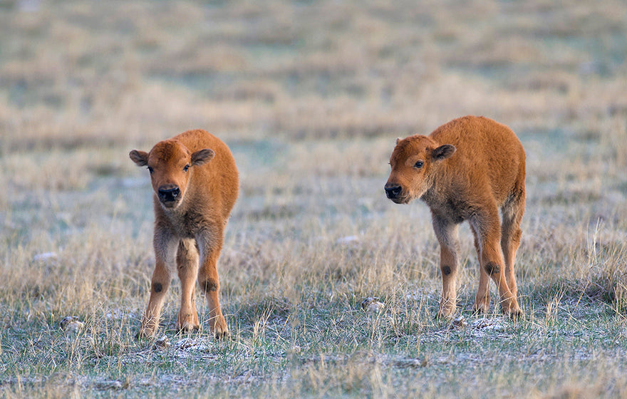 Two Bison Calves