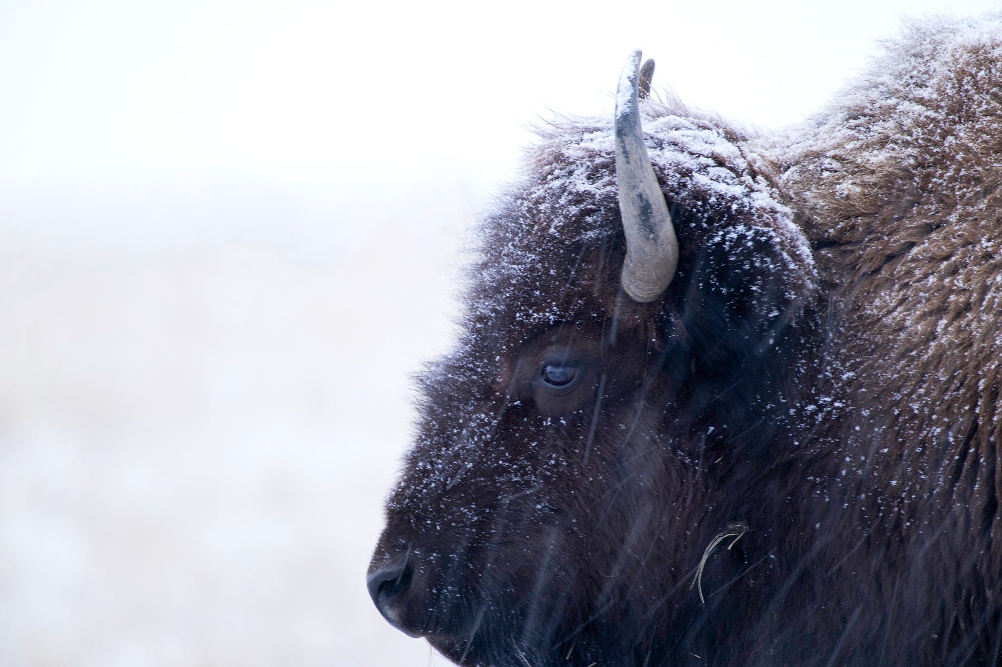 closeup of buffalo in the snow