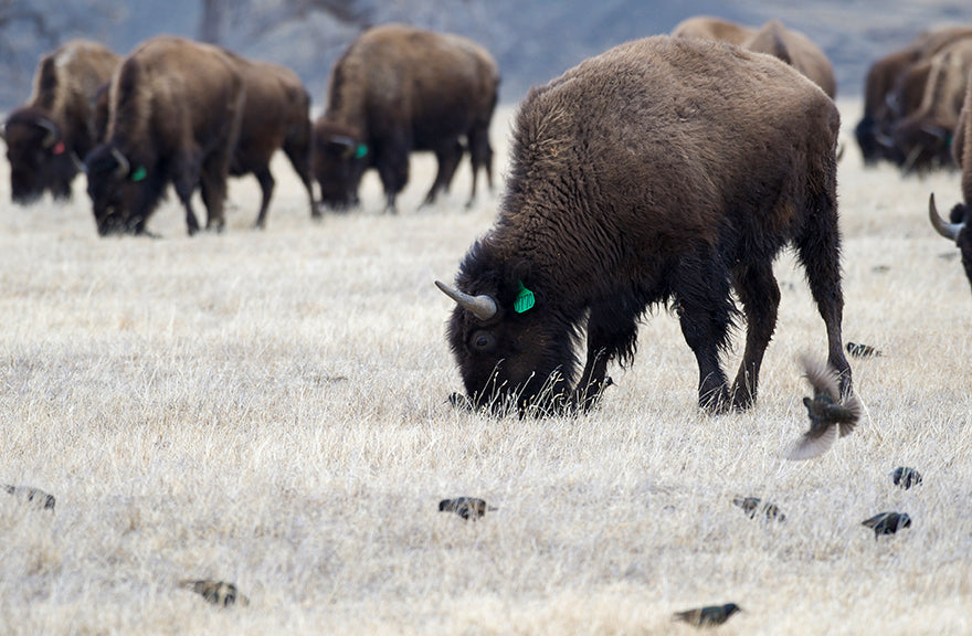 buffalo grazing on the prairie