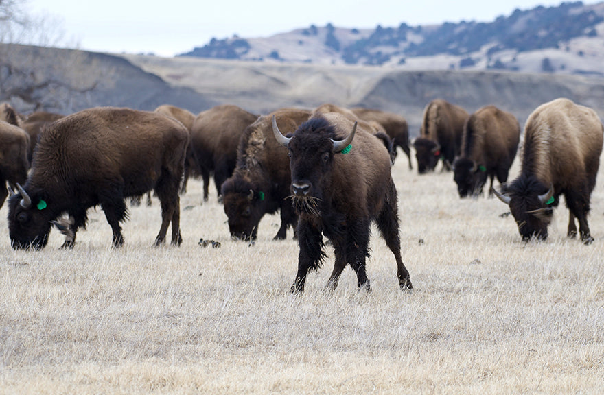 buffalo grazing on the prairie