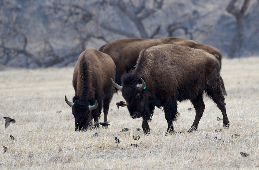 buffalo grazing on the prairie with birds