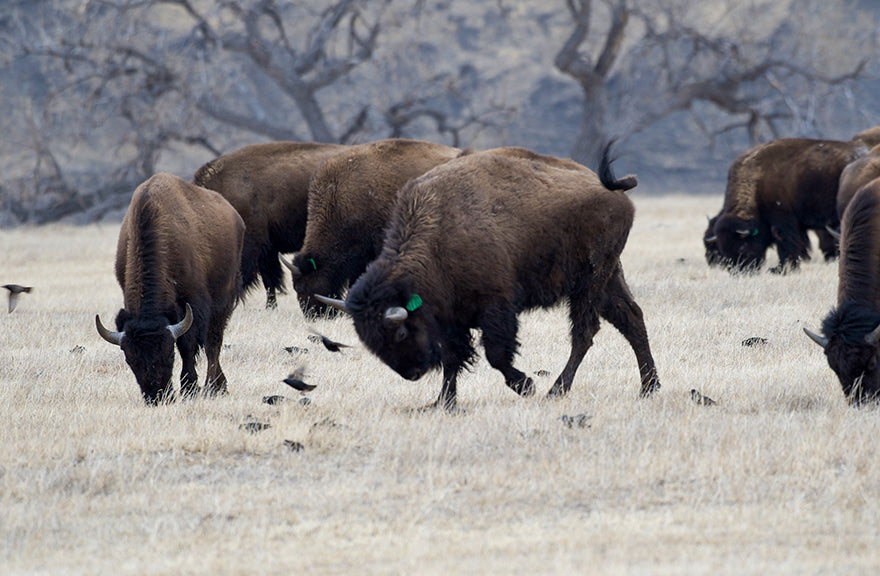 buffalo grazing on the prairie with birds