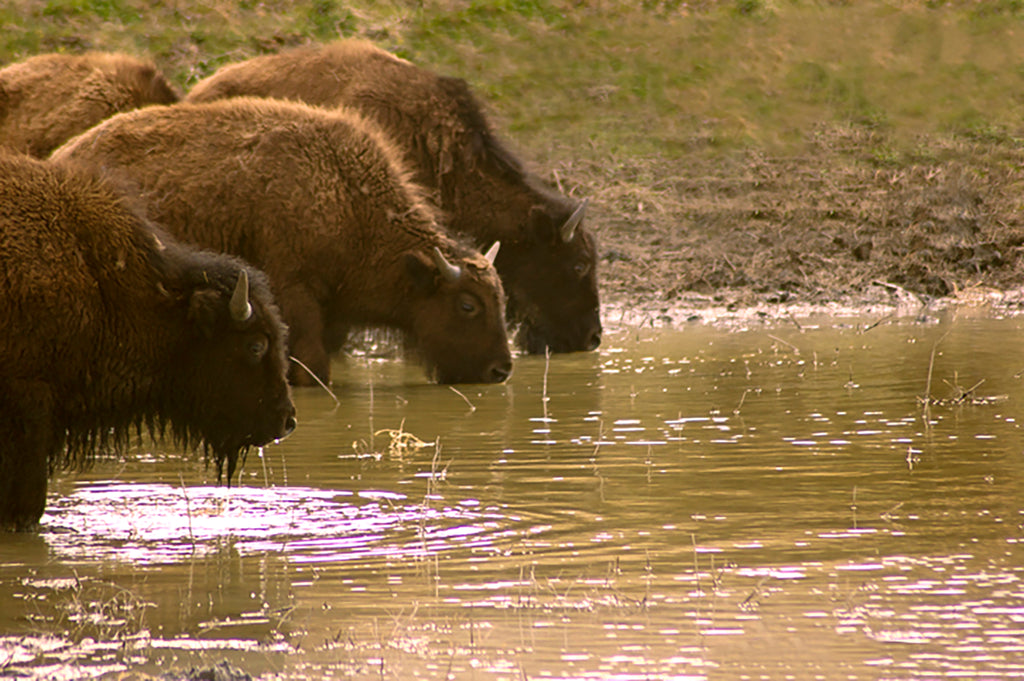 Bison drinking at pond