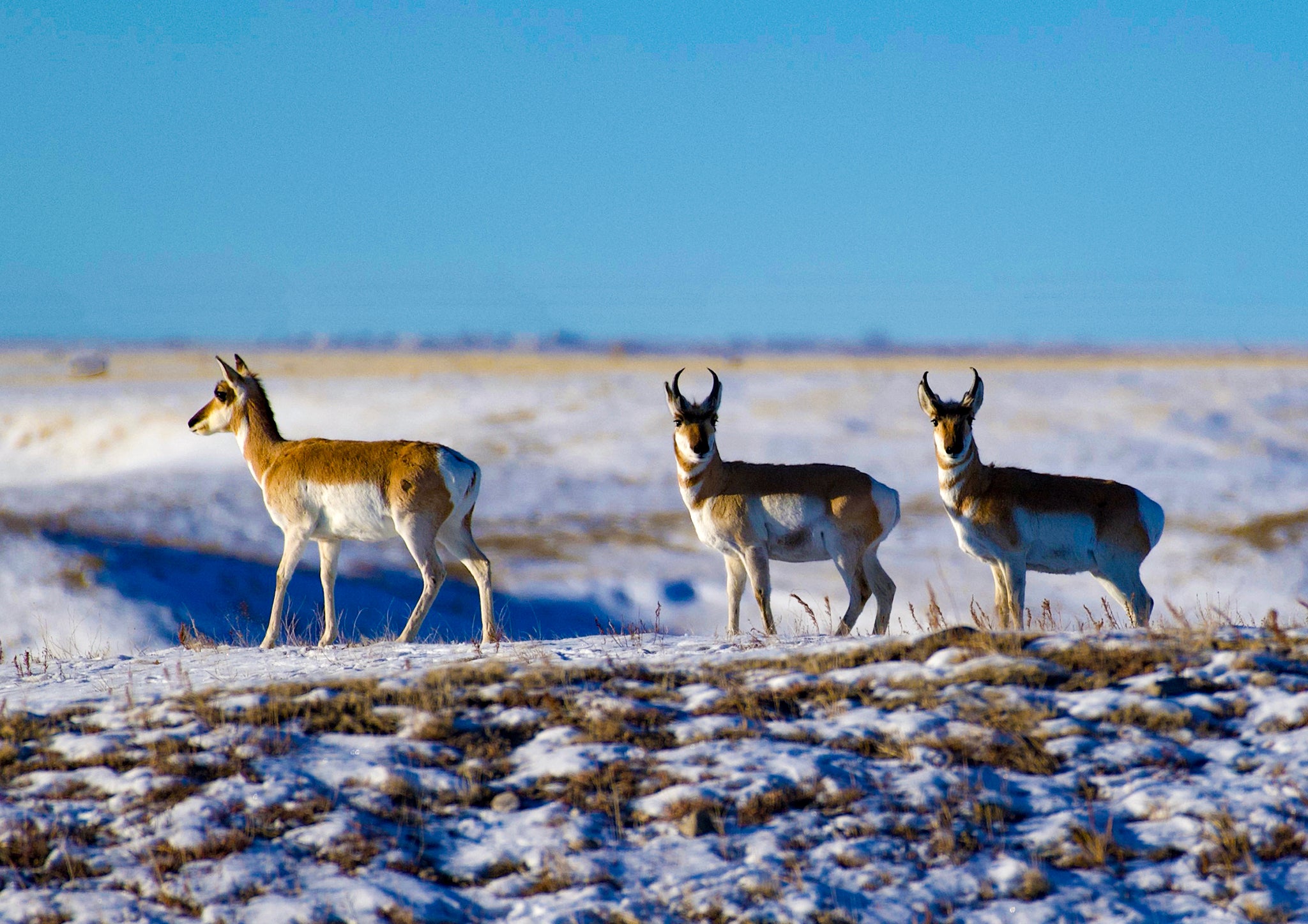 antelope on the snowy prairie