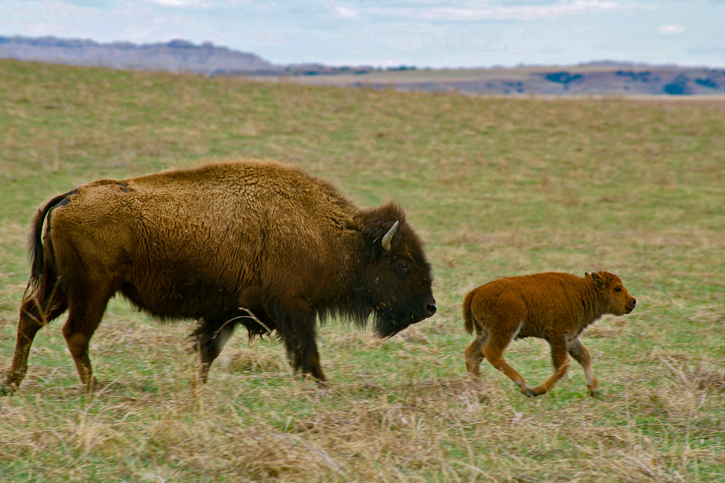 Bison Calf & Cow