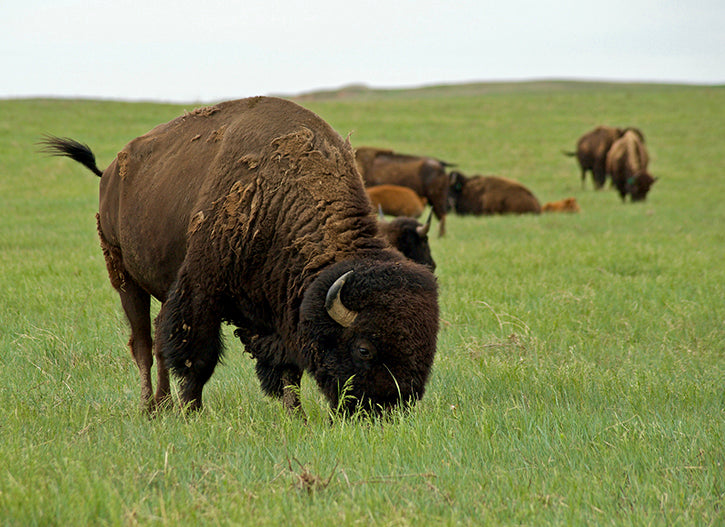 bull grazing on the prairie
