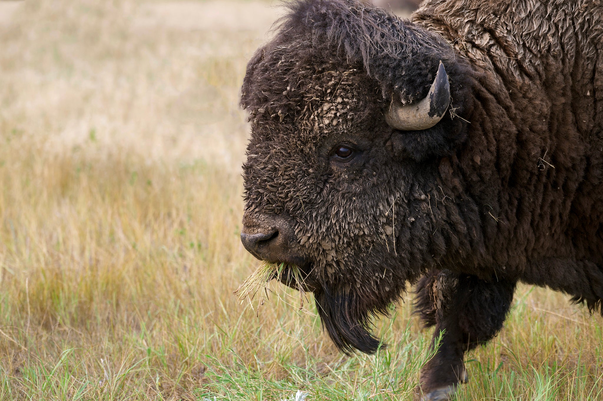 Bull bison
