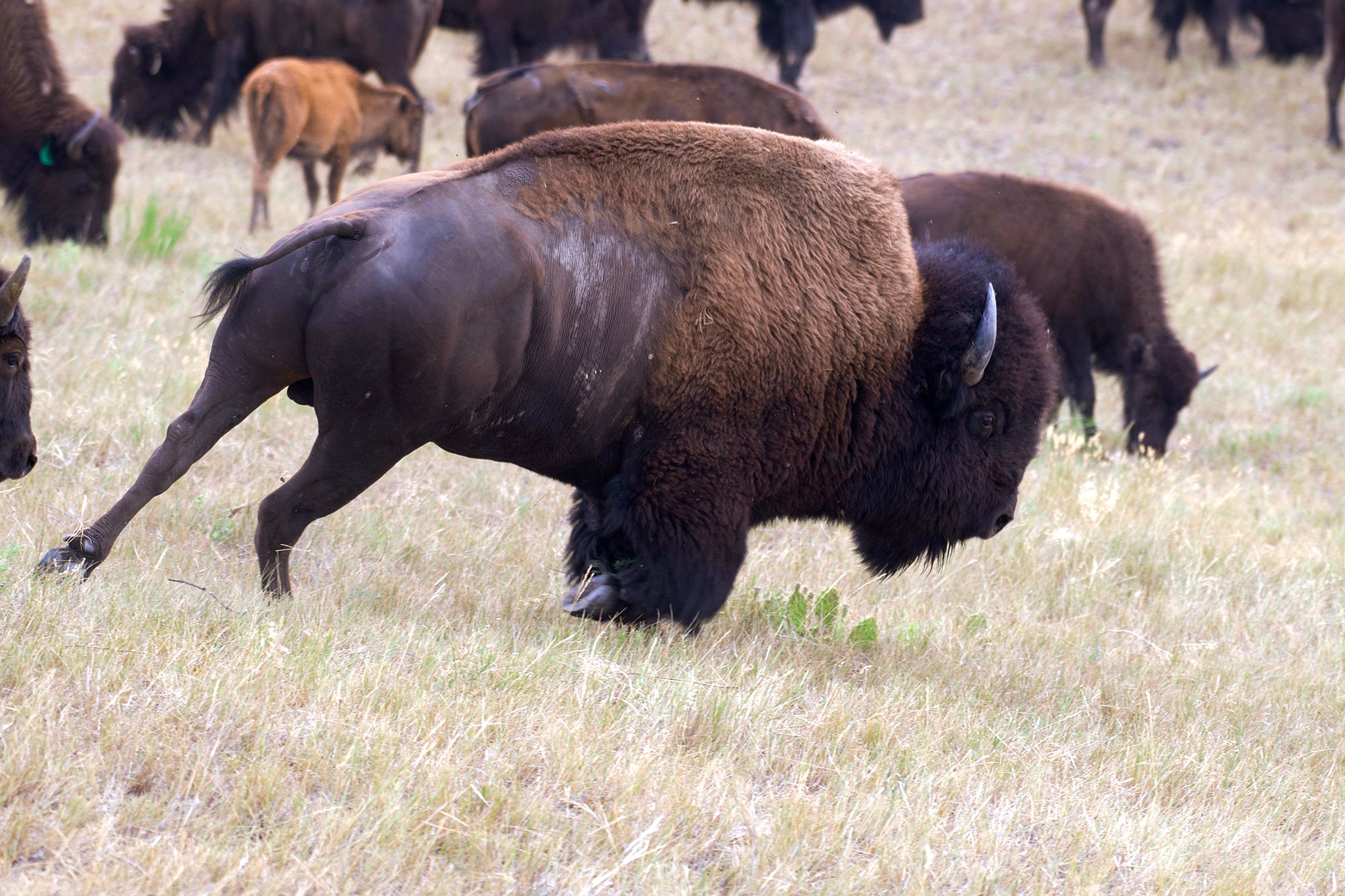 Bison Bull on the Move