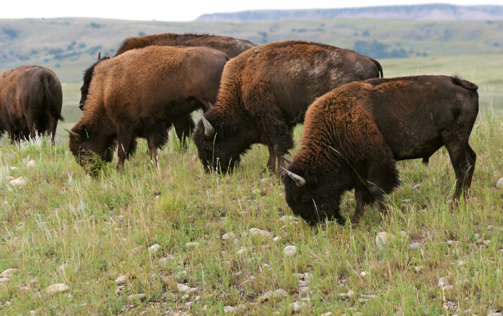 buffalo grazing on a prairie hillside