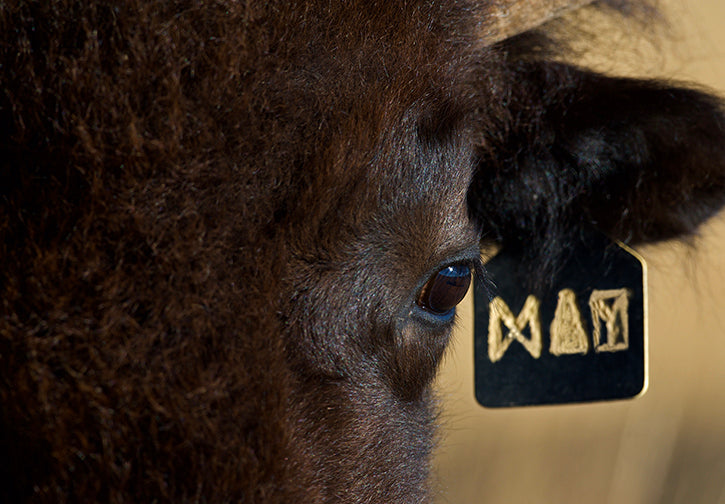 Closeup of ear tag on buffalo