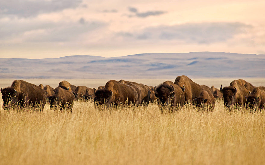 Bison Herd on Prairie