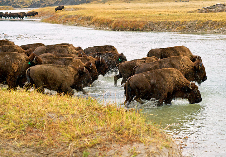 Bison at River