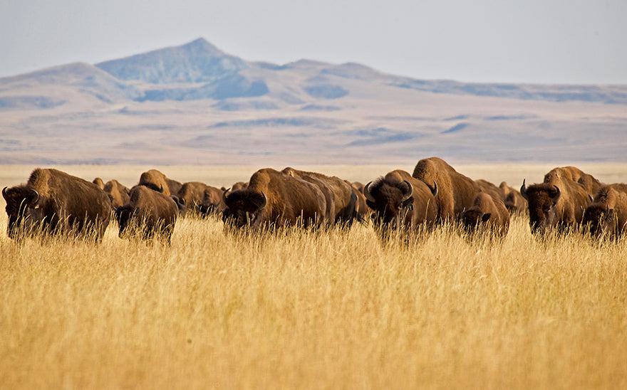 buffalo in a field of prairie grass