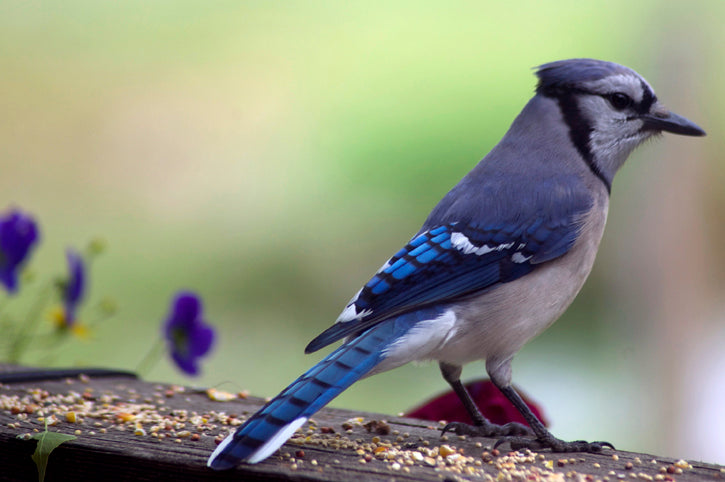 Blue jay