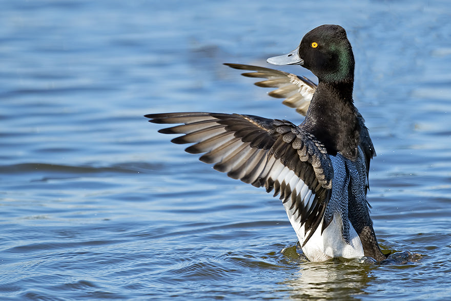 Lesser Scaup Landing on water