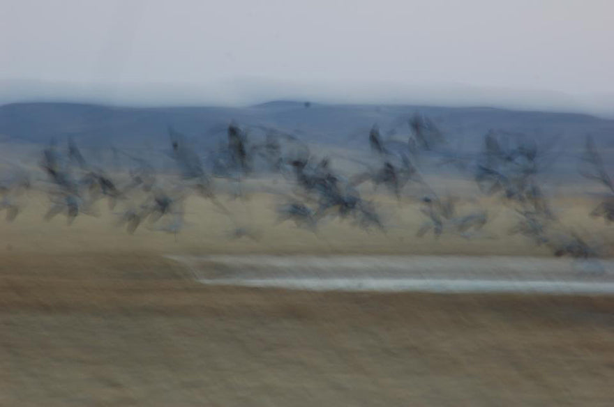 Watercolor textured image of flock of Sandhill Cranes landing