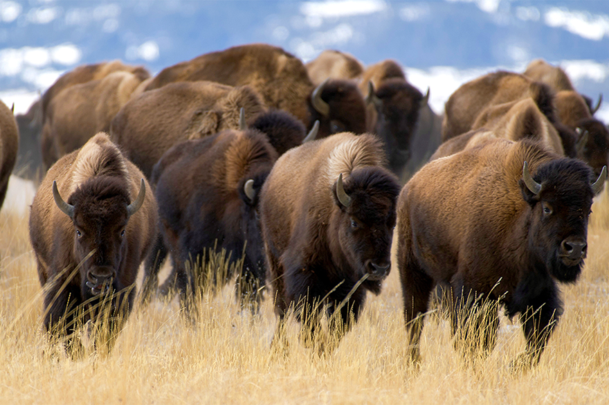 buffalo herd moving through golden prairie grass