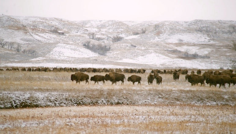 Buffalo herd against winter landscape