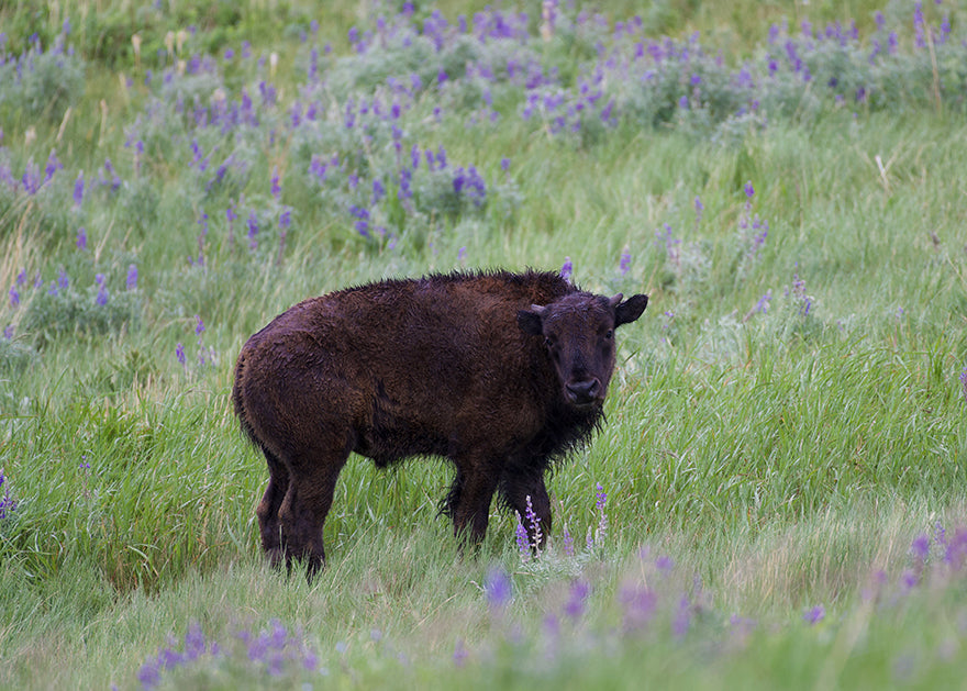 Bison Calf in Rain