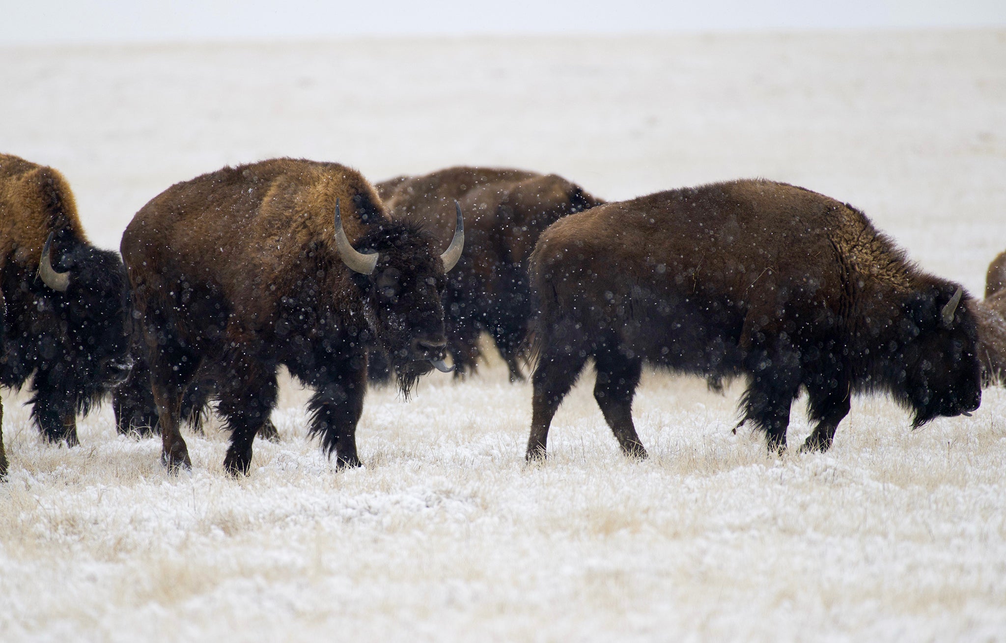 buffalo moving through falling snow