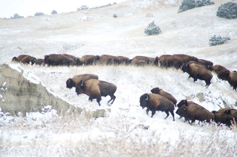 Buffalo on snow