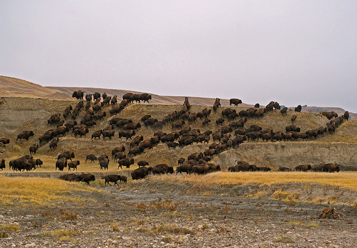 Bison