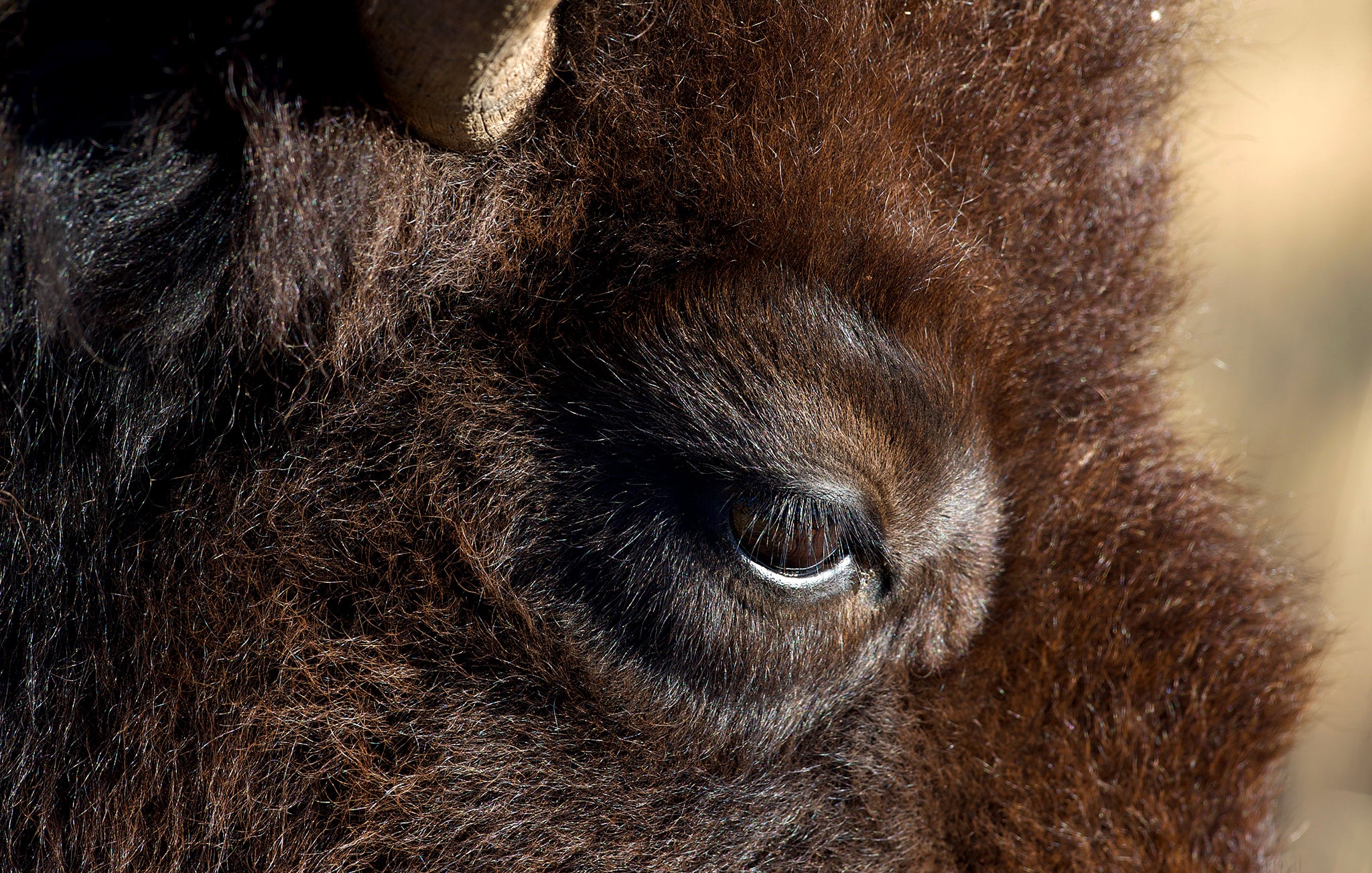 Bison Cow CloseUp
