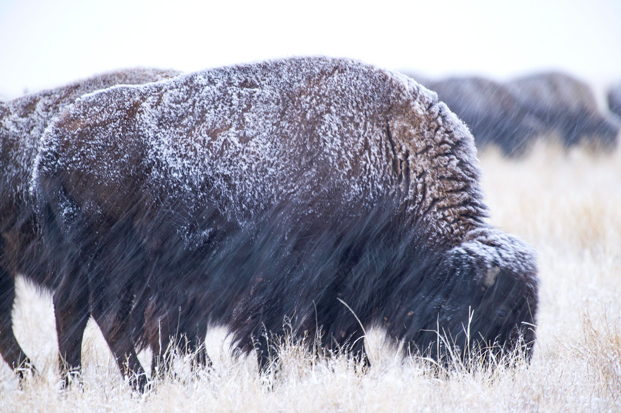 snow covered bison on the prairie