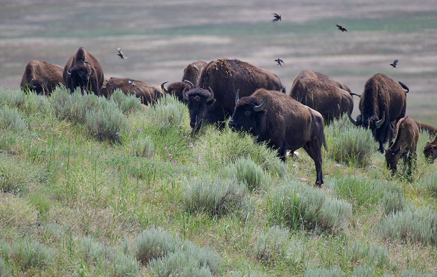 Bison Grazing Hillside